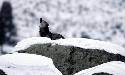 Licántropo, Lobo