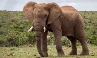 Elefante