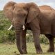 Elefante