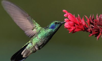Simbología del colibrí