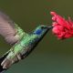 Simbología del colibrí