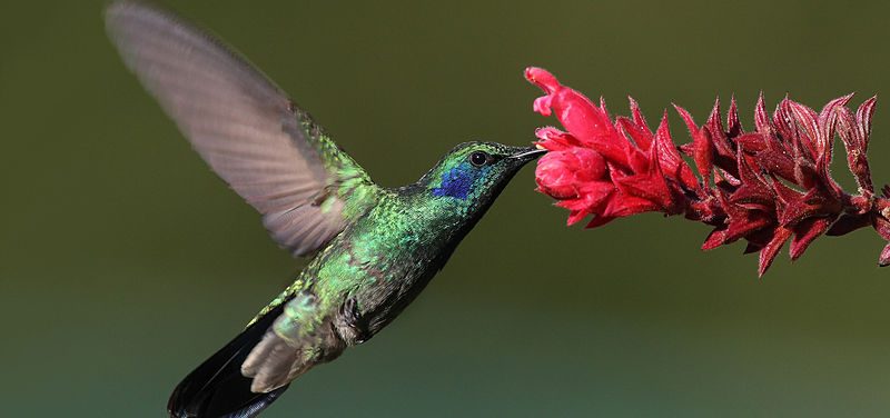 Simbología del colibrí