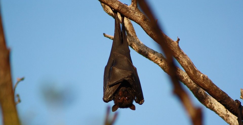 El mito del murciélago, Oxaca