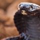 Simbolismo de la cobra