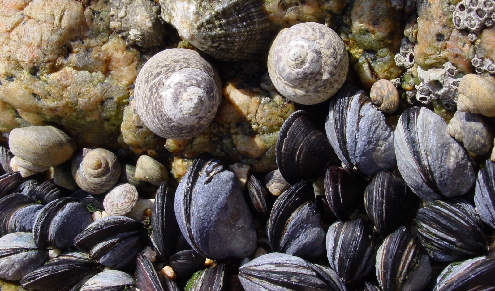 Caracol marino