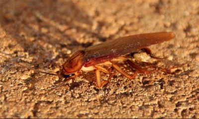 Significado de la cucaracha
